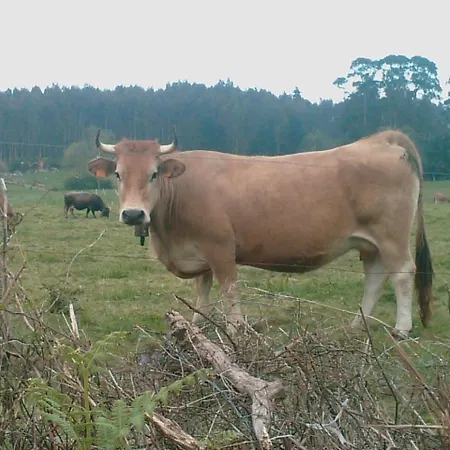 Country house Camangu